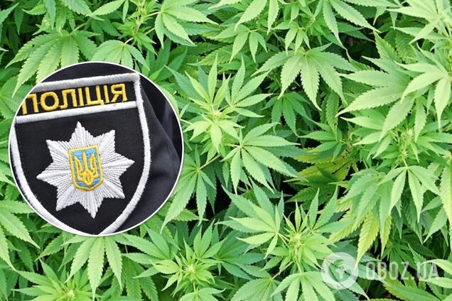 Під Одесою поліцейські вилучили наркотиків на 7,5 млн гривень: зілля вирощували на городах. Фото, відео