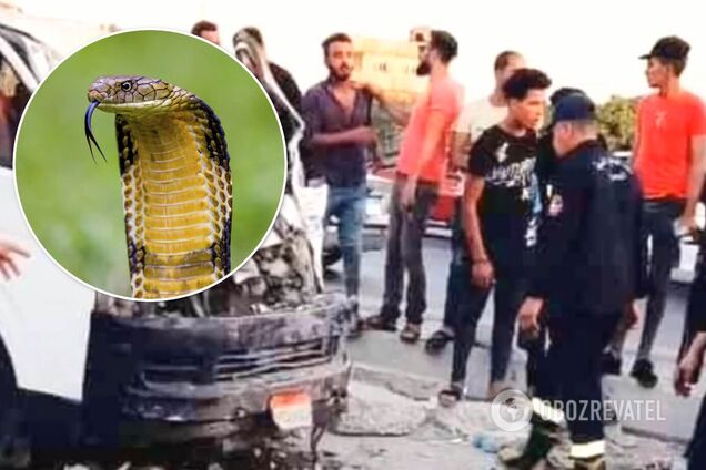У Єгипті кобра в мікроавтобусі стала причиною смерті п'яти осіб. Фото