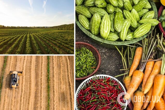 В Британии создали робота, который помогает выращивать урожай. Фото и видео