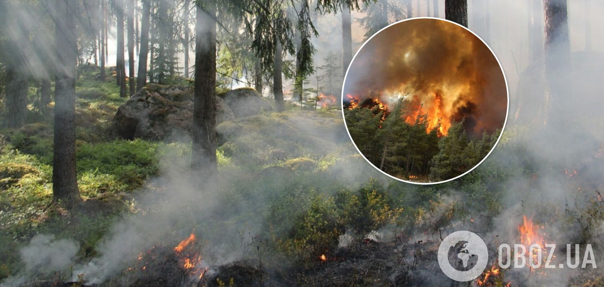 Под Киевом вспыхнул пожар в лесу. Эксклюзивные подробности и видео