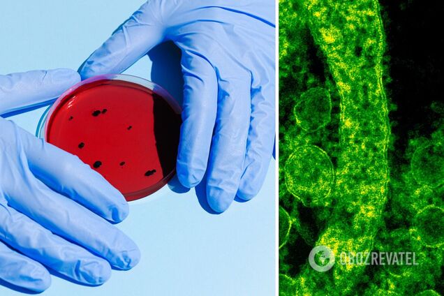 Ученые нашли новые виды микроорганизмов