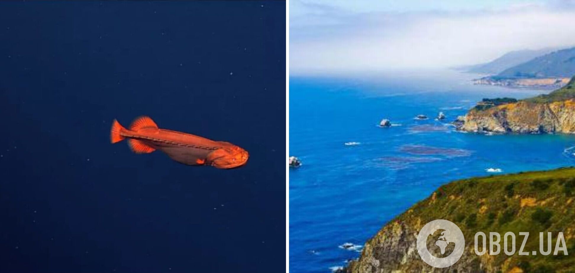 Вблизи берега залива Монтеррей нашли загадочную рыбу-оборотня