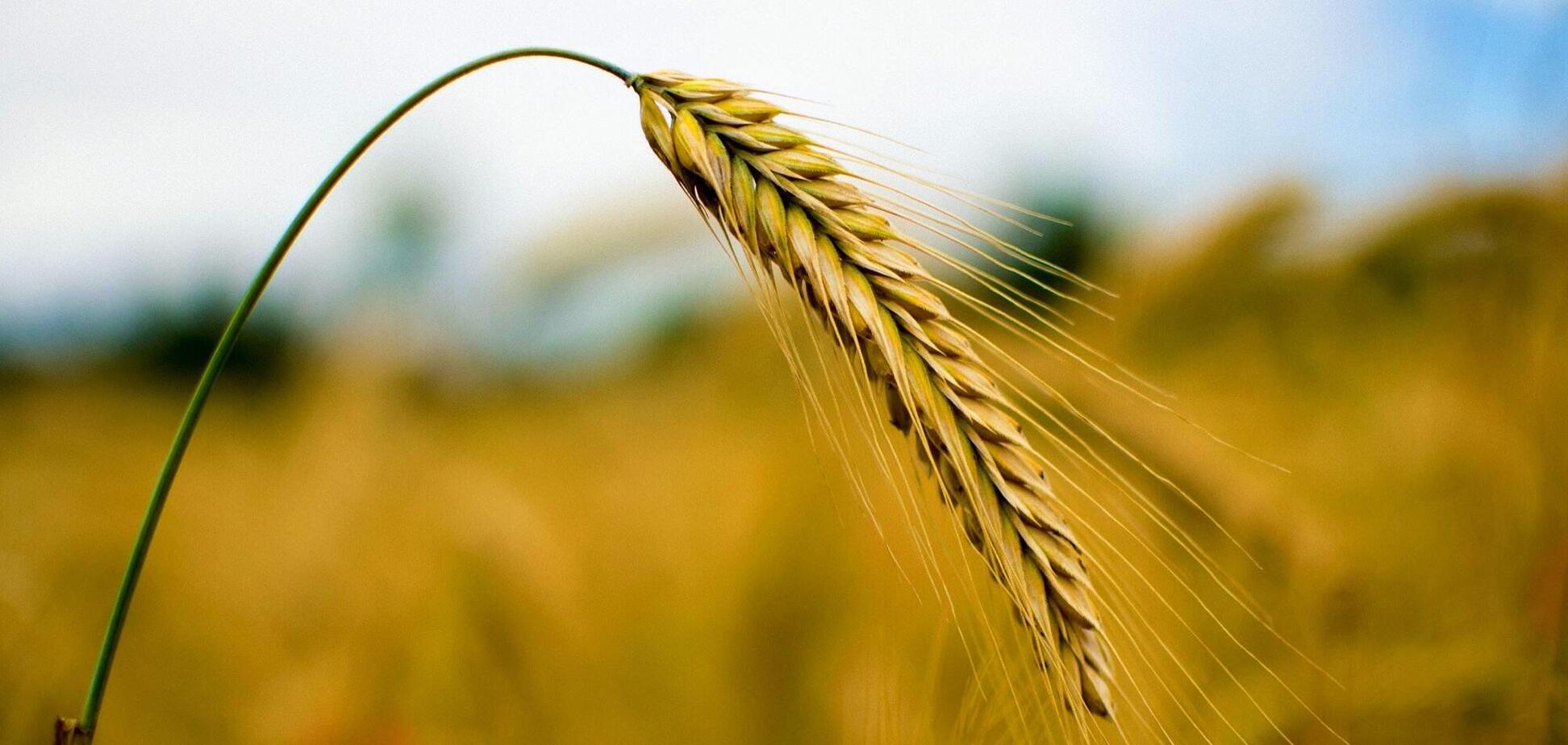 18 августа: праздник, приметы на Евстигнея Житника и именинники