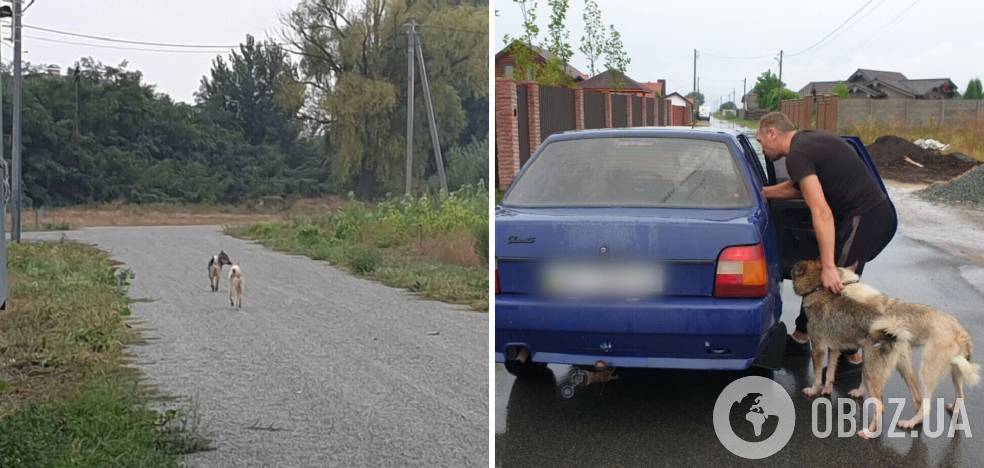 На Киевщине собаки, гулявшие без поводка, разорвали кота: делом занялась полиция