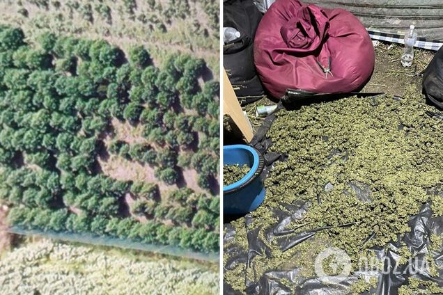 На Дніпропетровщині викрили плантацію коноплі на 11 млн гривень. Фото і відео