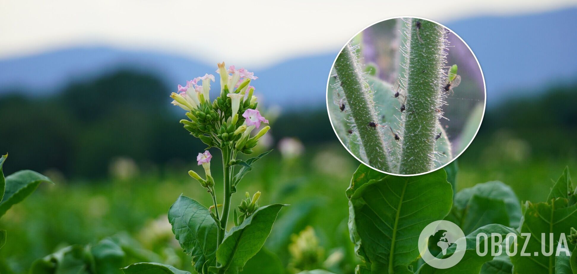 Nicotiana insecticida - табак