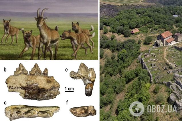 Археологи обнаружили в Грузии останки собаки, жившей 1,7 млн лет назад. Фото