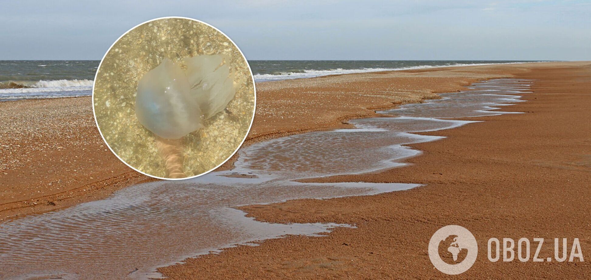 Розміром як п'ять долонь, ніхто не купається: Арабатську Стрілку атакували медузи. Фото
