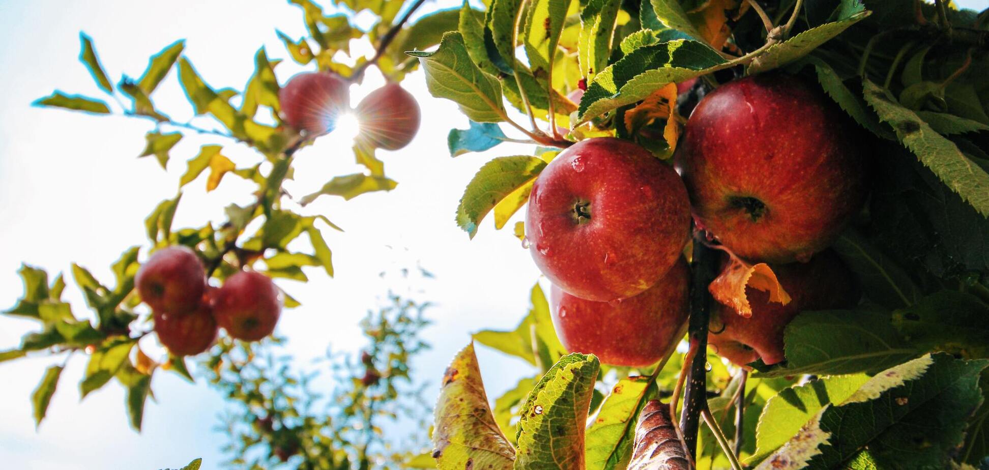 3 августа: праздник, приметы и именинники