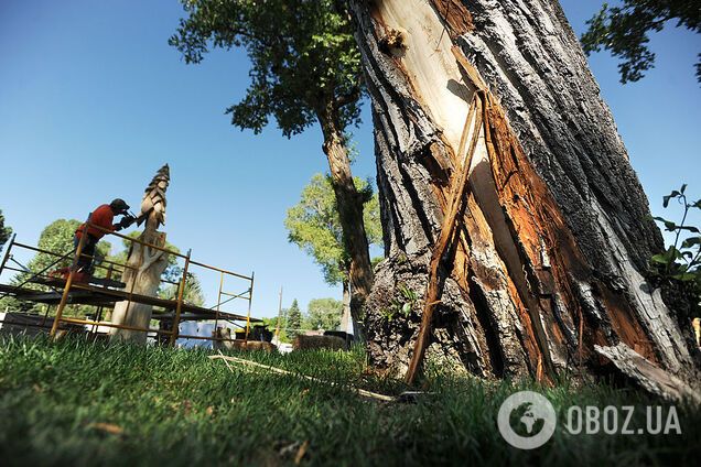 Дерево могло рухнуть от удара молнии: новые подробности о гибели парня и девушки во Львове