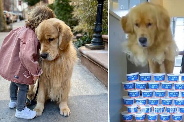 Пес стал звездой сети из-за невероятных прыжков. Фото и видео