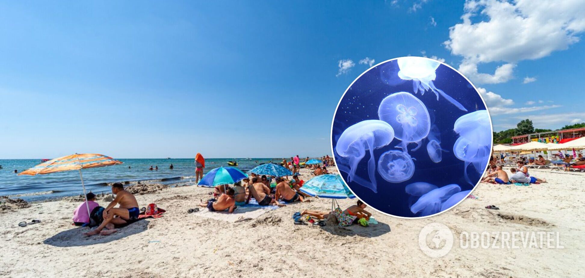 Украинские курорты атаковали медузы: ученый назвал причины нашествия