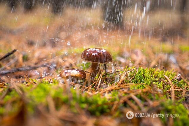 Теплый сентябрь и почти зима в ноябре: народный синоптик дал прогноз на осень