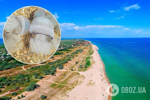 Городские власти Бердянска не будут убирать медуз с берега – это естественный процесс. Эксклюзивные подробности