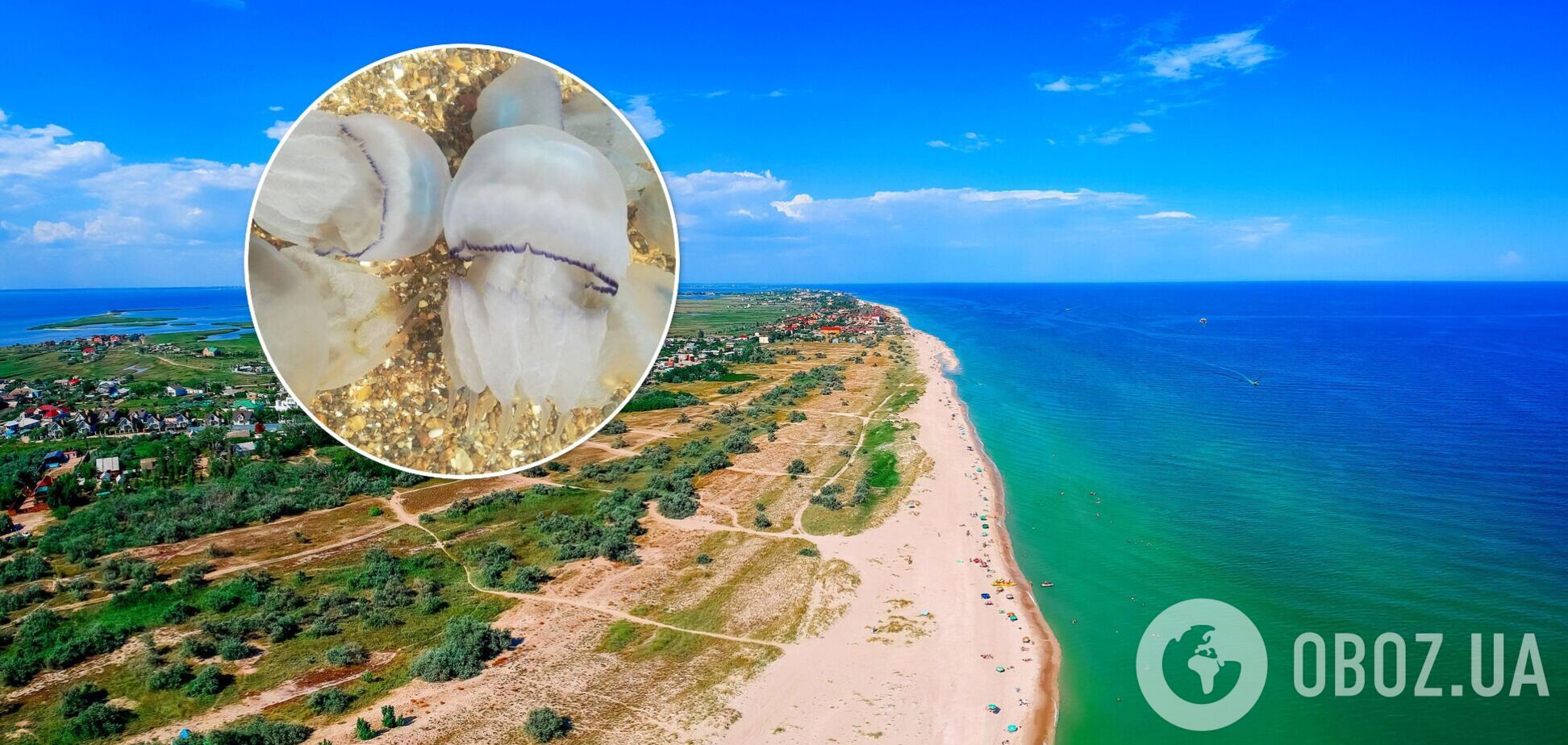 Городские власти Бердянска не будут убирать медуз с берега – это естественный процесс. Эксклюзивные подробности