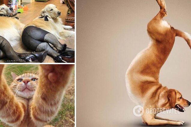 Коты и собаки попали в кадр в самый неожиданный момент