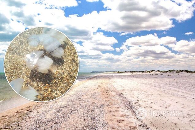 Невозможно зайти в море: туристы жалуются на нашествие медуз в Бердянске. Фото и видео