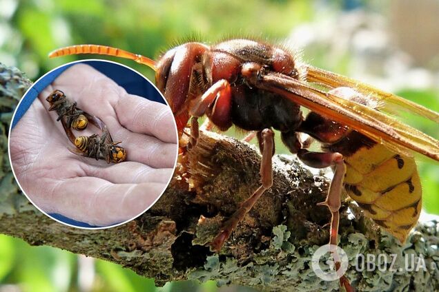 Дома украинцев атаковали шершни: что делать в случае укуса