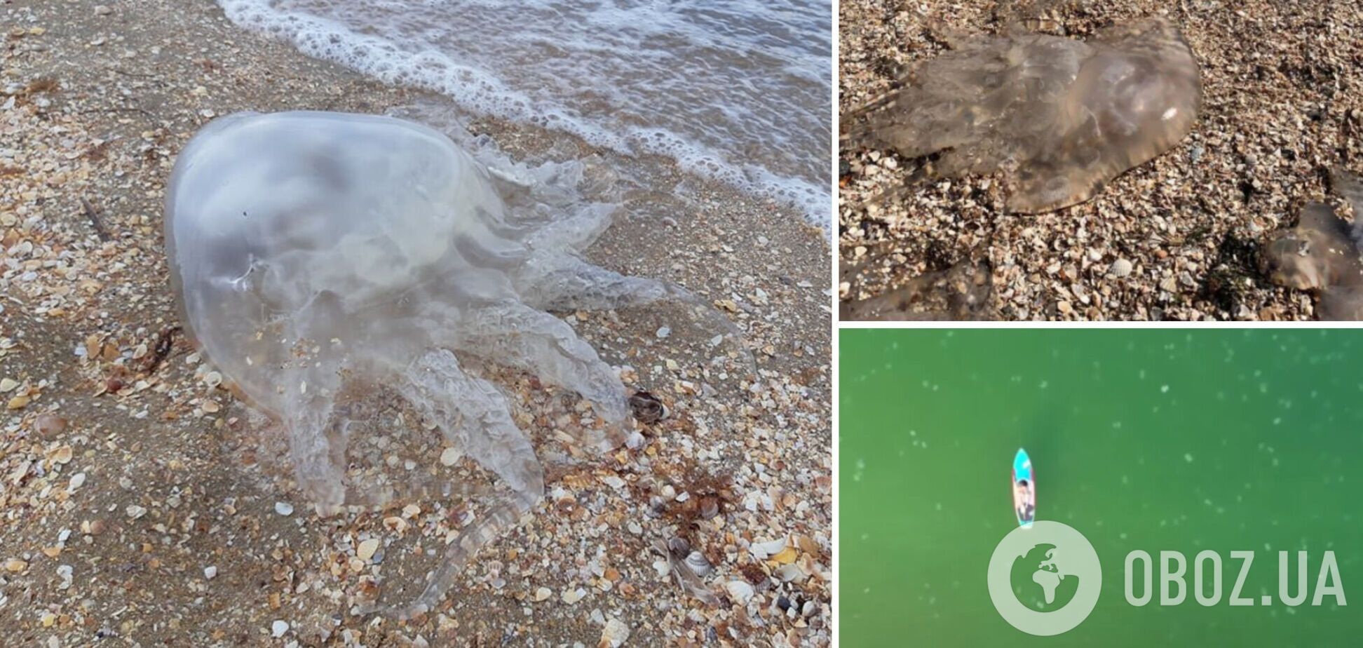 Много медуз и грязное море: туристка пожаловалась на отдых в Бердянске и показала видео