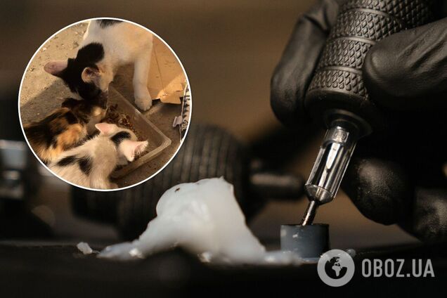 Шкуродери зробили тату кішці