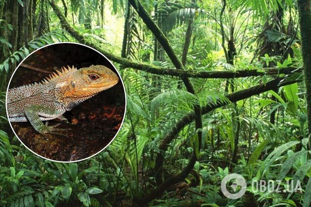 Ученые обнаружили в Перу новый вид 'драконов'. Фото
