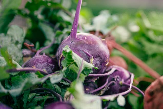 1 сентября: праздники, приметы на Феклу Свекольницу и именинники