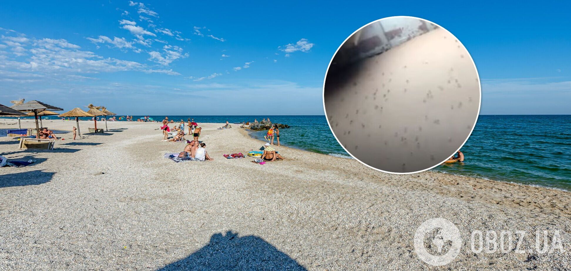 Отдыхающие в Бердянске заявили о новом нашествии комаров: ничего подобного в жизни не видели. Видео