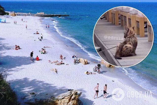 На одесском пляже увидели маленького леопарда, привязанного возле шезлонгов. Видео