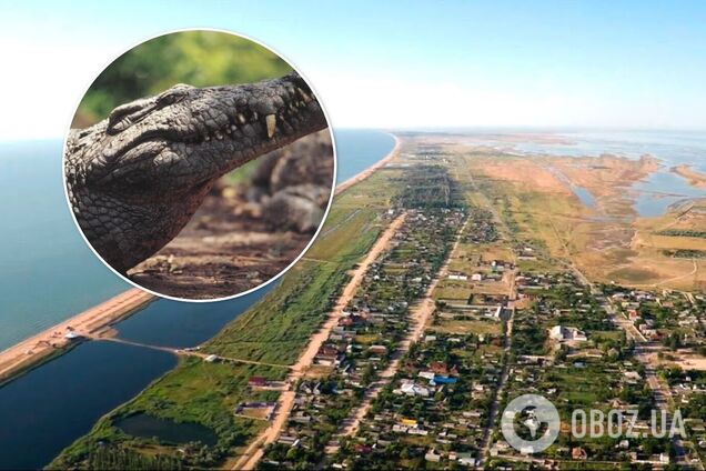 На Арабатской стрелке обнаружили полутораметрового крокодила