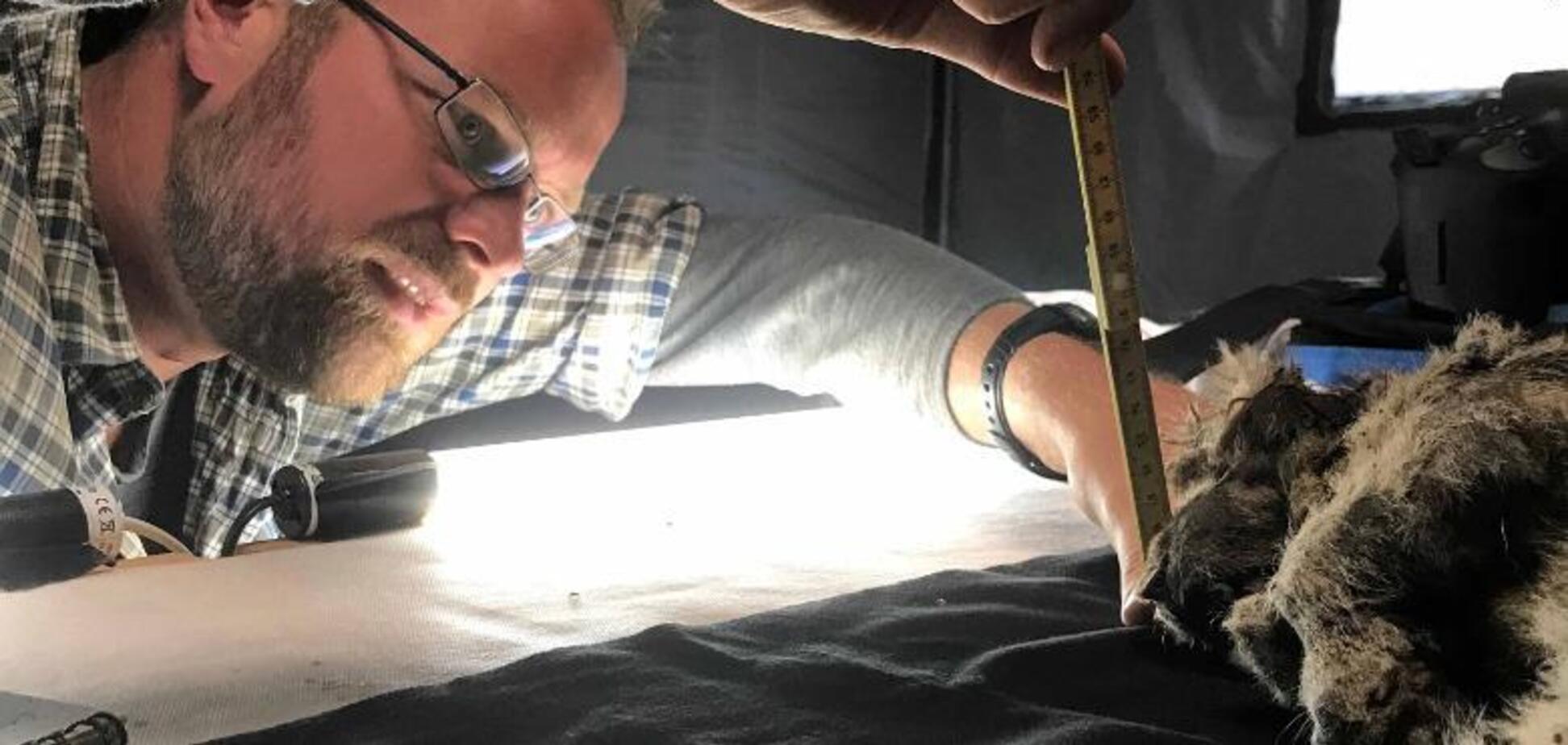 Учені знайшли останки печерного левеняти, якому 28 тисяч років. Фото