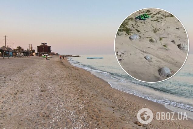Мертвые медузы на пляже, комары заедают: туристка пожаловалась на отдых в Бердянске