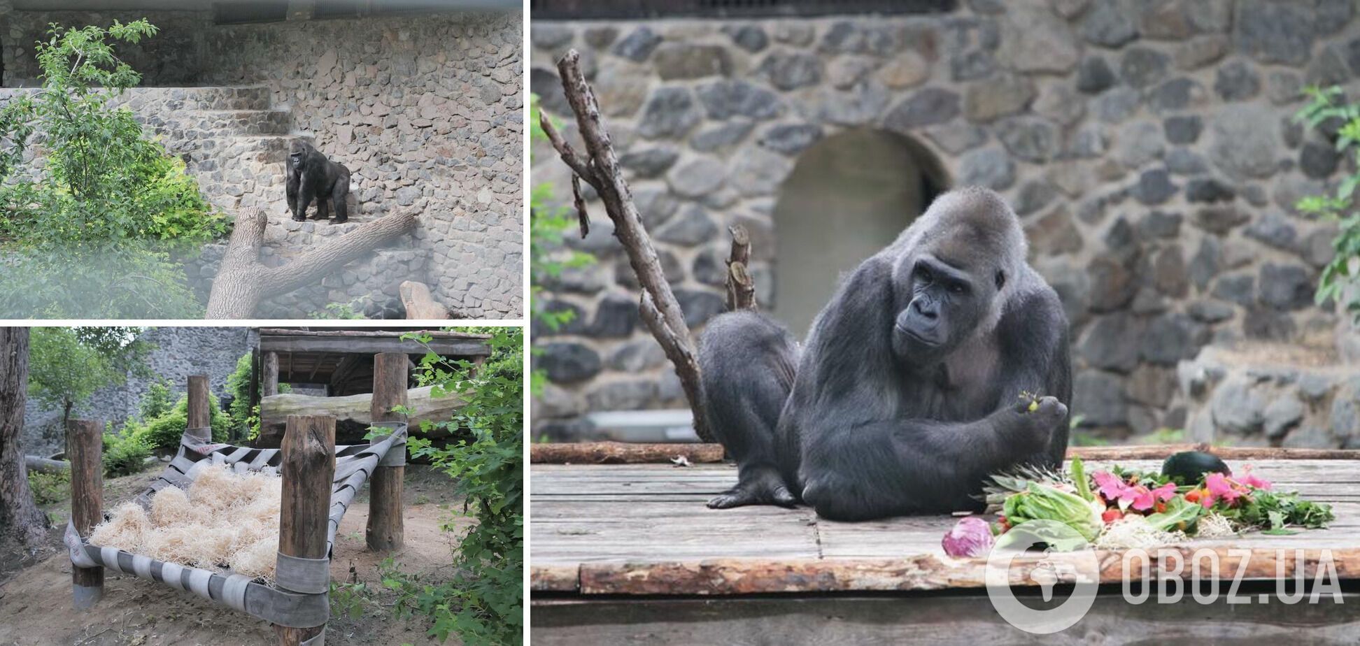 Кличко показал новый летний вольер для гориллы Тони в Киевском зоопарке. Видео