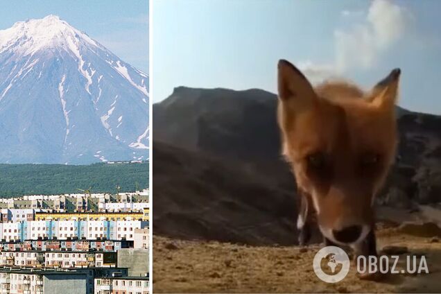 Животное записало собственный влог