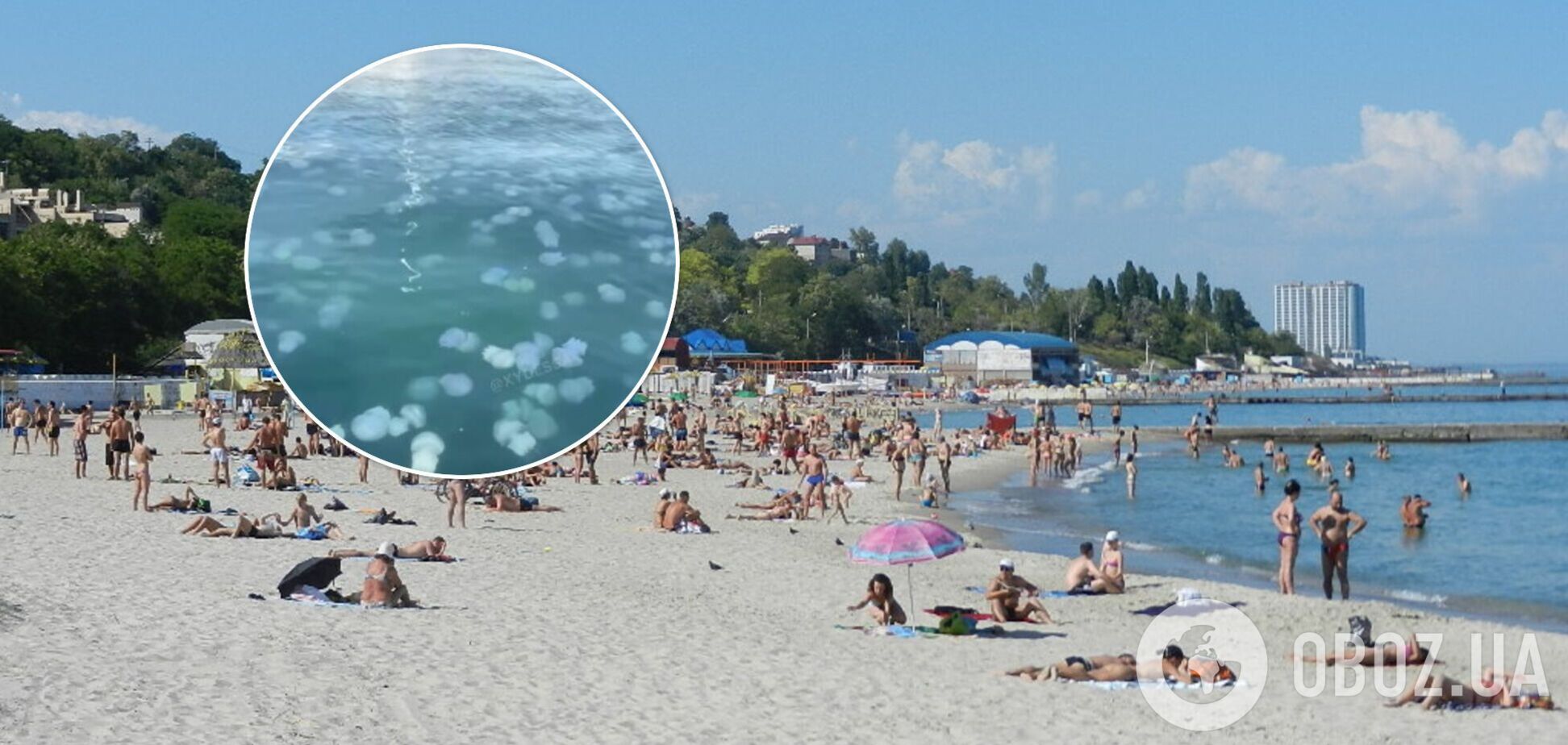 В Одессе Черное море снова атаковали медузы. Фото и видео