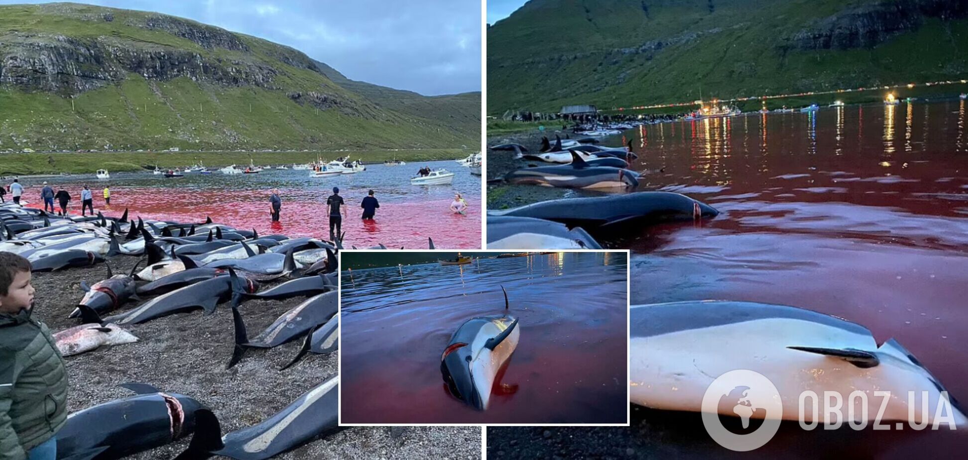 На Фарерських островах убили близько 1,5 тисячі дельфінів: кривава різанина проводиться щорічно багато століть. Фото і відео