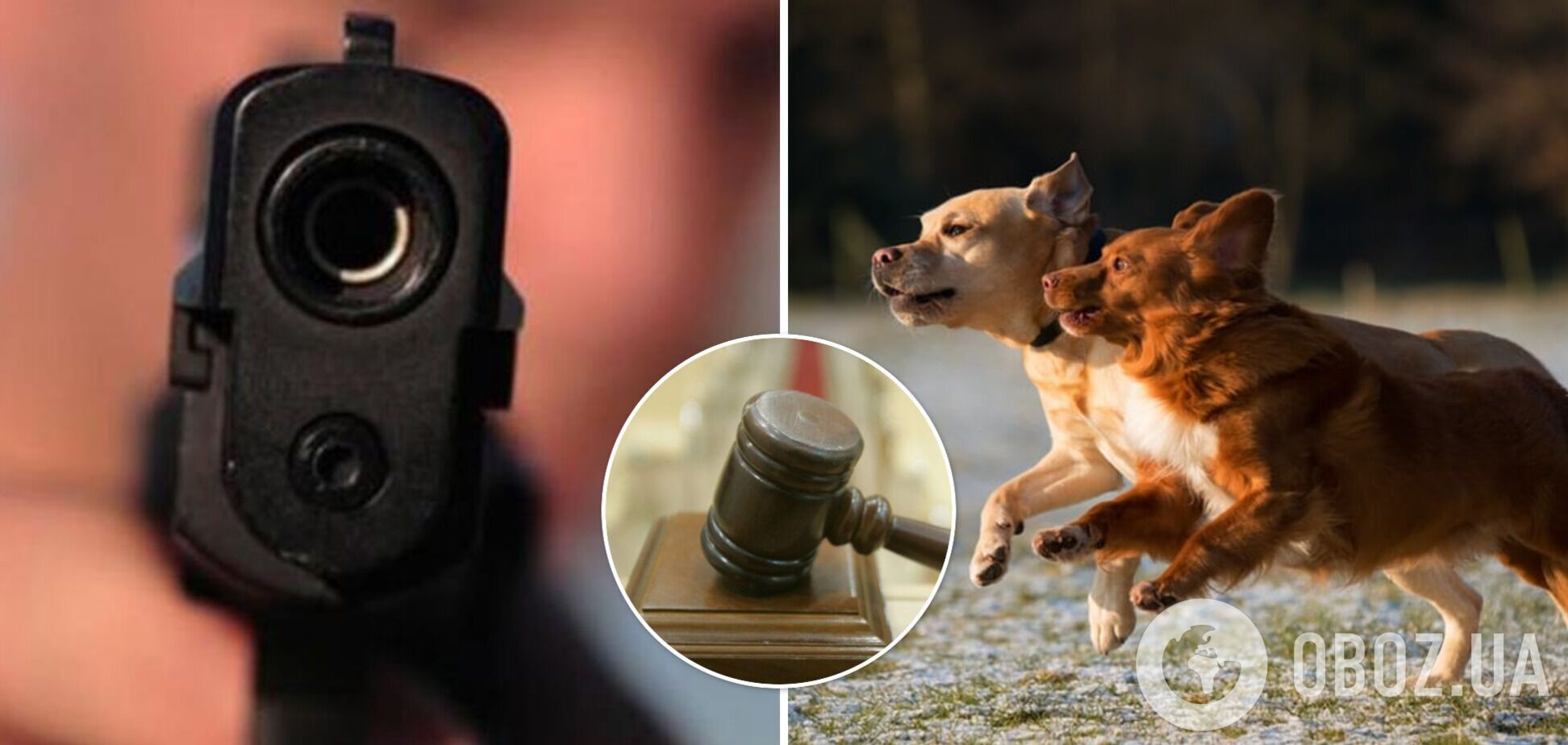 На Ровенщине отправят под суд мужчину, убившего двух щенков: в полиции рассказали о расследовании дела