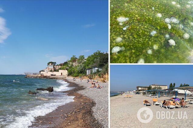 В Коблево море превратилось в 'суп' из медуз и водорослей – купаются самые смелые. Фото