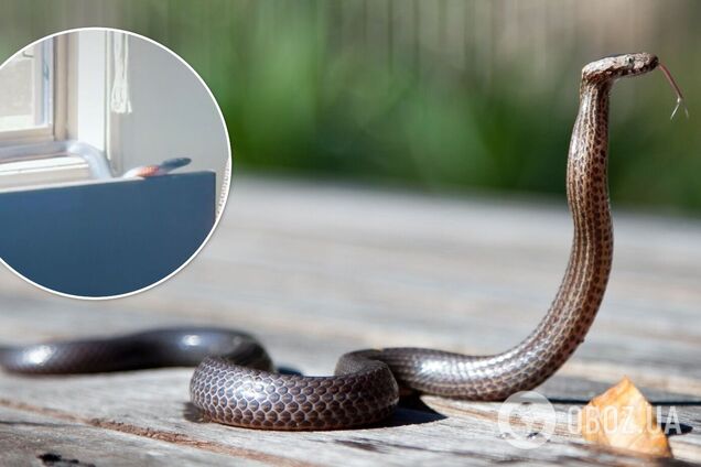 Блогерка знайшла в себе вдома змію