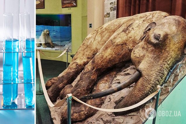 Ученые собрались 'воскресить' мамонтов