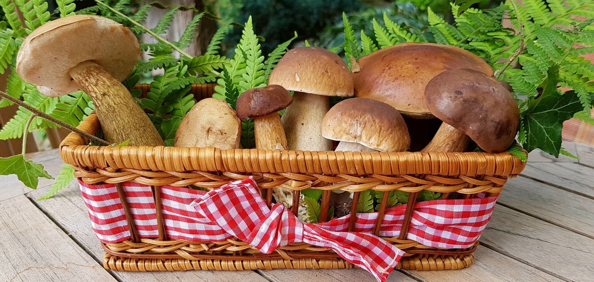 Лісні гриби
