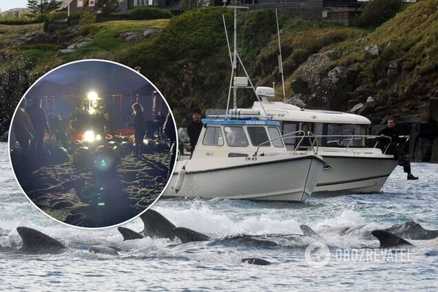 На Фарерських островах вбили майже 1,5 тисячі дельфінів: китобої визнали свою помилку