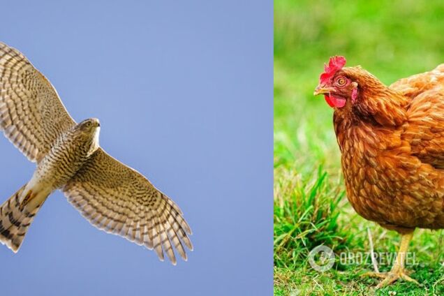 On a farm in Holland, a goat and a rooster rescued a chicken from a hawk