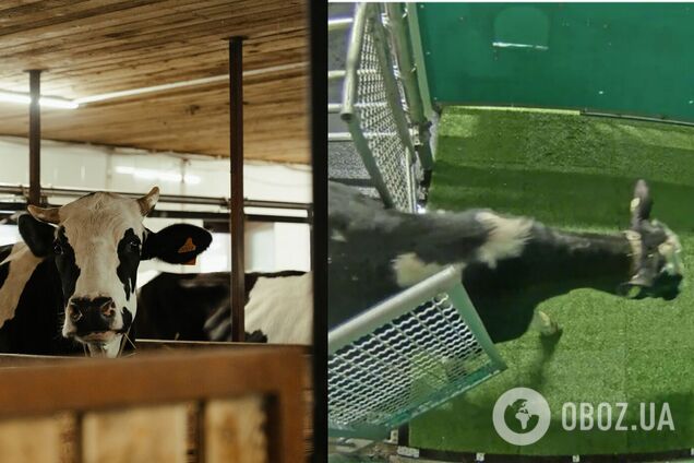 Вченим вдалося привчити корів до туалету