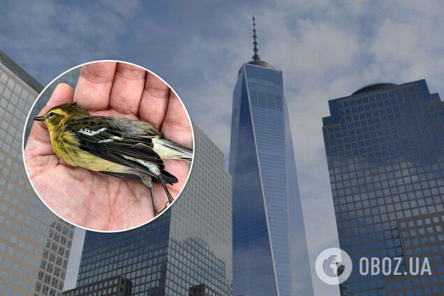 Загибель птахів у Нью-Йорку