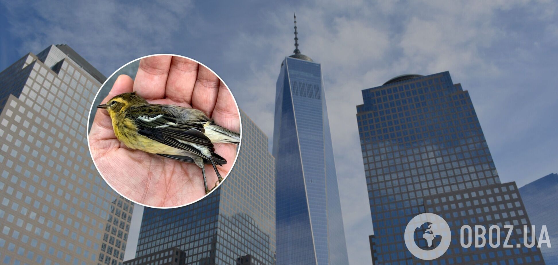 Гибель птиц в Нью-Йорке