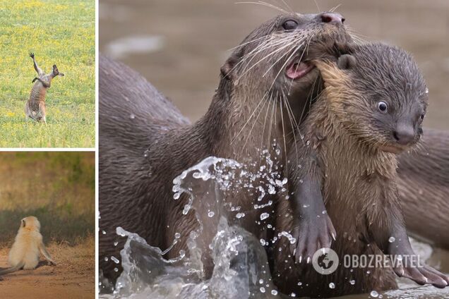 Як поводяться тварини в дикій природі