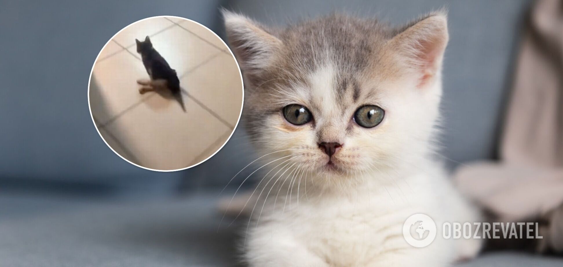 Кошеня з інвалідністю стало зіркою у мережі, бігаючи на двох лапках. Відео