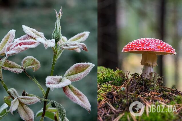 Ожидаются заморозки 0-3 градуса