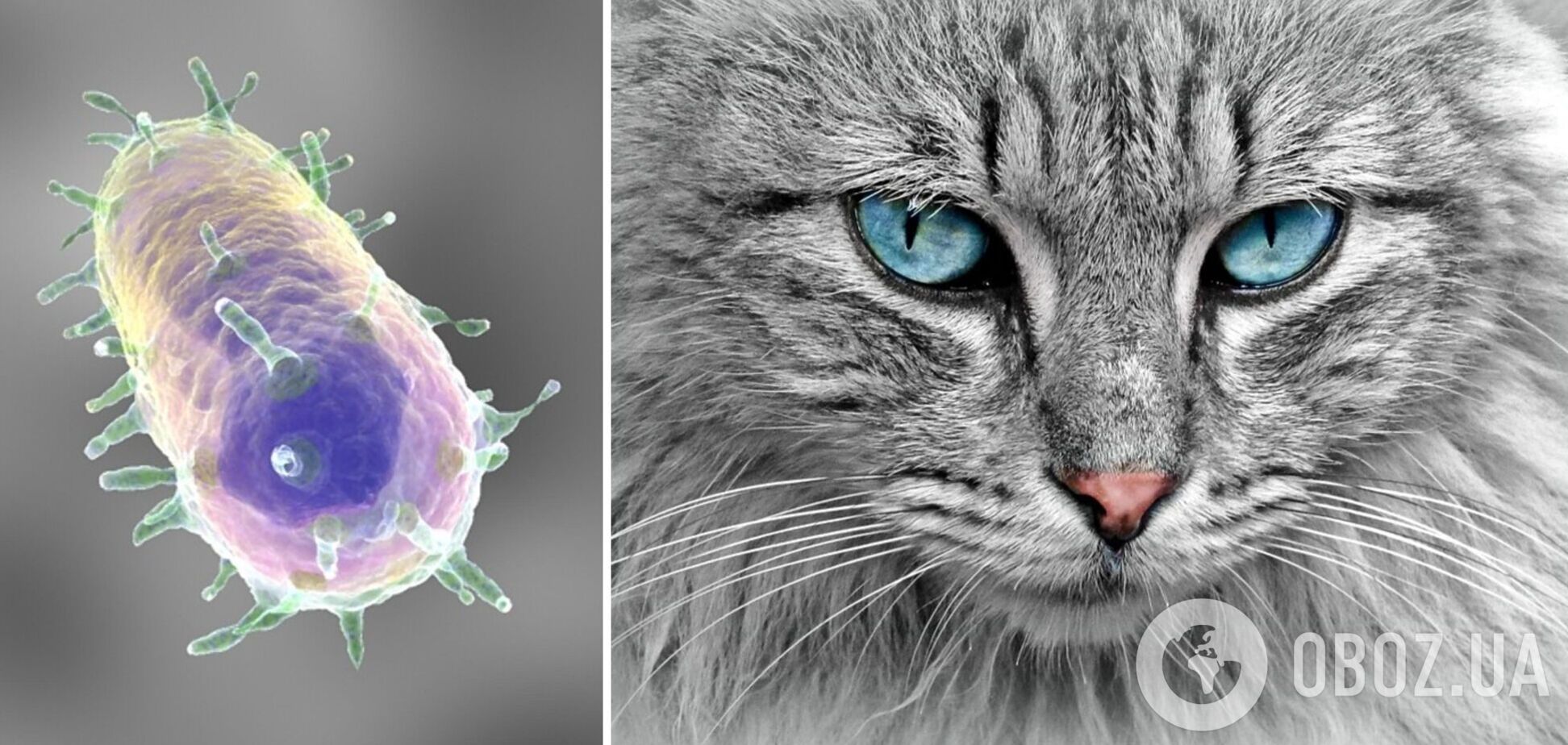 Кошки очень восприимчивы к чуме