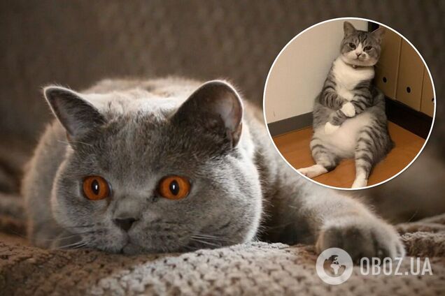 Кіт-філософ солодко задрімав і став зіркою мемів. Фото